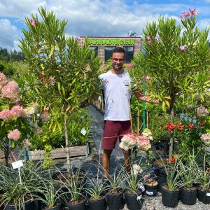 Oleander obyčajný (Nerium oleander) ružový - výška 170-200 cm, kont. C45L (-10/-12°C) NA KMIENKU